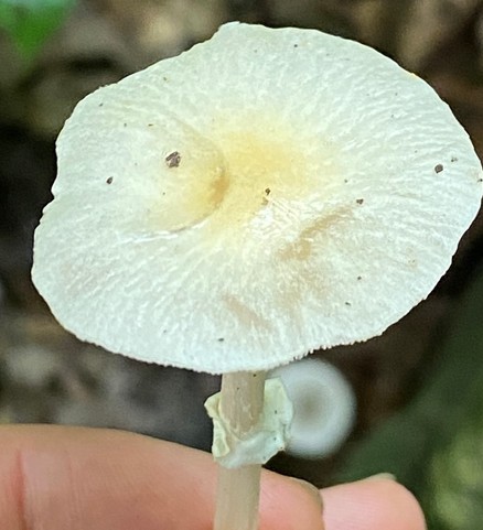 Wrinkled Fieldcap (Agrocybe rivulosa)