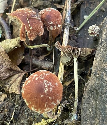 Wooly Brittlestem (Psathyrella vinosofulva)