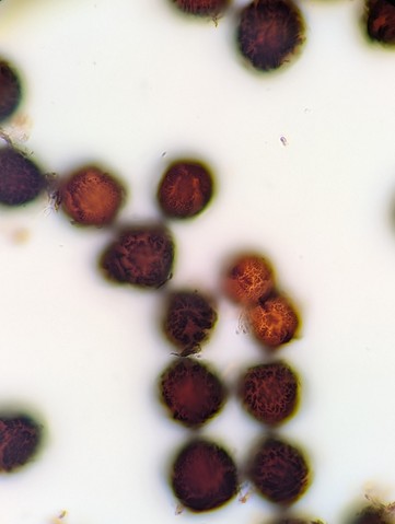 undefined (Elaphomyces sp.)
