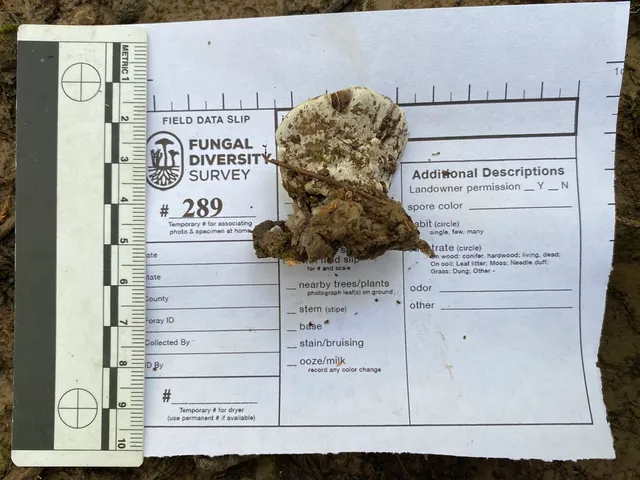 undefined (Ganoderma lobatum)