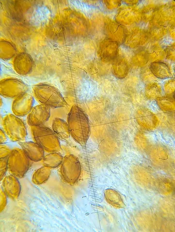 undefined (Hymenogaster spp.)