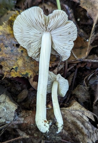 null (Inocybe velicopia)