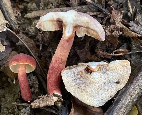 Red Gyroporus (Gyroporus purpurinus)