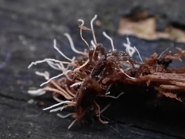 Spider Akanthomyces (Akanthomyces aranearum)