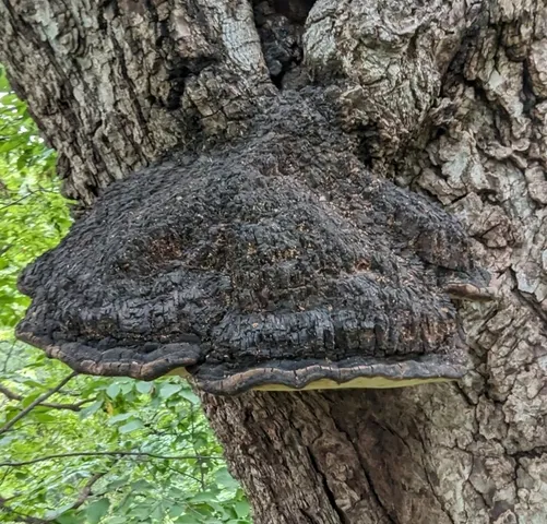 undefined (Sanghuangporus weirianus)
