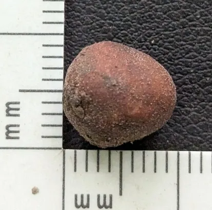 undefined (Elaphomyces dalemurphyi)