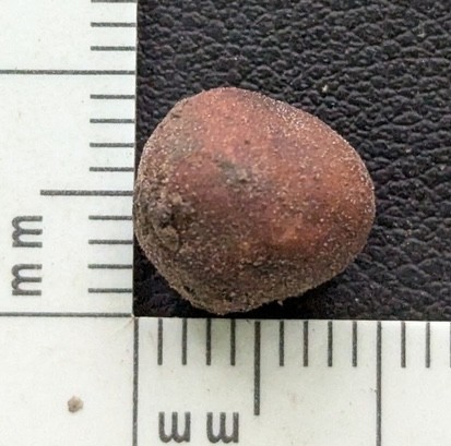 undefined (Elaphomyces dalemurphyi)