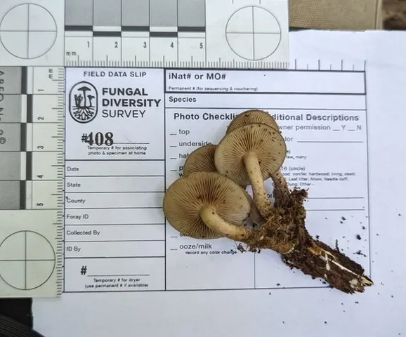 Scaber Stem Fieldcap (Agrocybe firma)