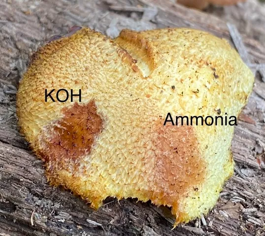 undefined (Tricholomopsis sp-IN01)