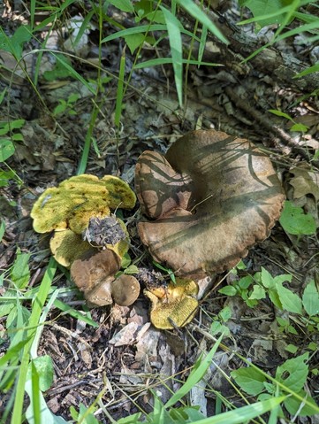 Ash-tree Bolete (Boletinellus merulioides)