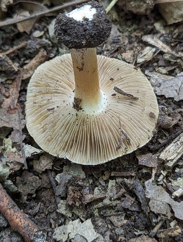 null (Inocybe sp-IN49)