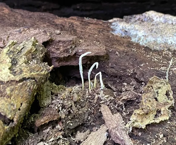 Slinder-Footed Cordyceps (Cordyceps tenuipes)