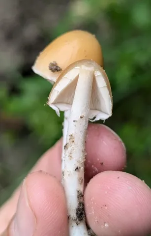 Pale Brittlestem (Candolleomyces candolleanus)