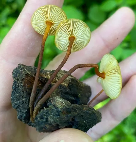 Orange Faint Foot Mushroom (Heimiomyces tenuipes)