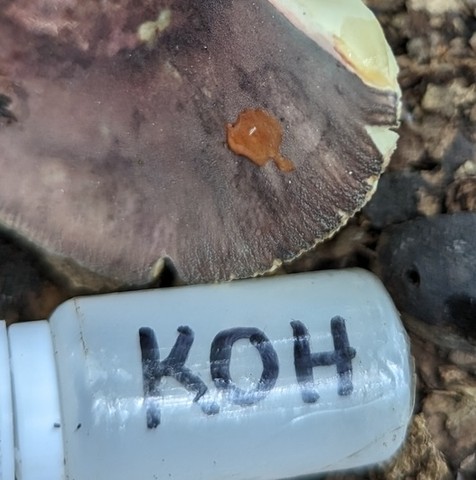 Purple-Bloom Russula (Russula sp-IN22)