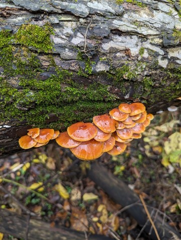 Velvet Foot (Flammulina velutipes)