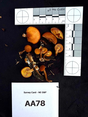 Rustgills And Gyms (Gymnopilus spp.)