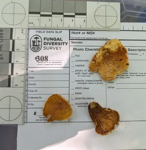 Oyster Rollrim (Tapinella panuoides)
