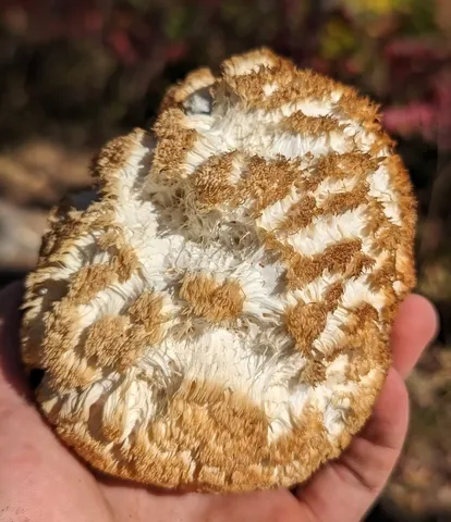 Hericium erinaceus