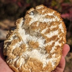 Lion's Mane Mushroom