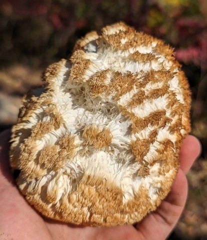 Lion's Mane Mushroom (Hericium erinaceus)