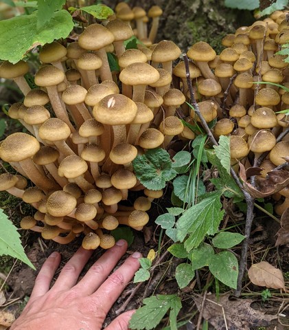 Yellow Honey Mushroom (Armillaria mellea)