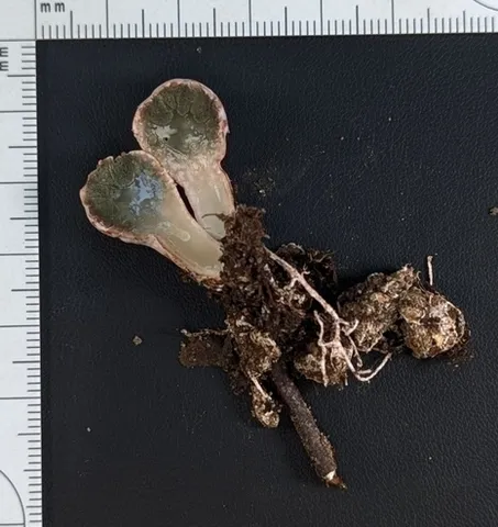 undefined (Phallogaster cf. phillipsii)