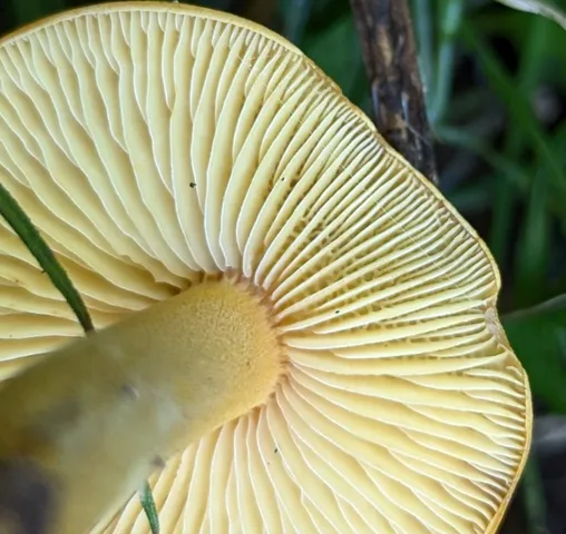 Orange Faint Foot Mushroom (Heimiomyces tenuipes)