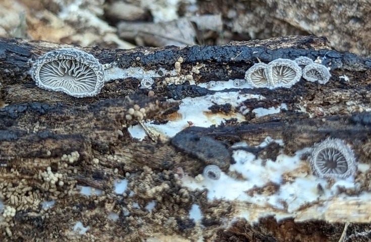 Woolly Oyster (Hohenbuehelia mastrucata)