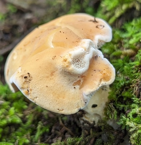 Slender Hedgehog (Hydnum subtilior)