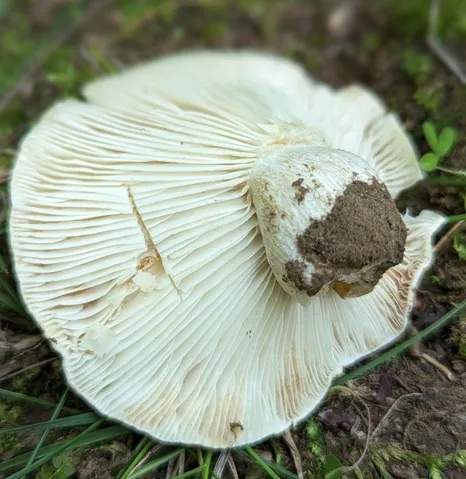 undefined (Russula sp-NE02)