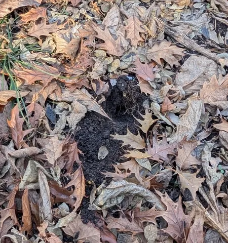 undefined (Hymenogaster spp.)