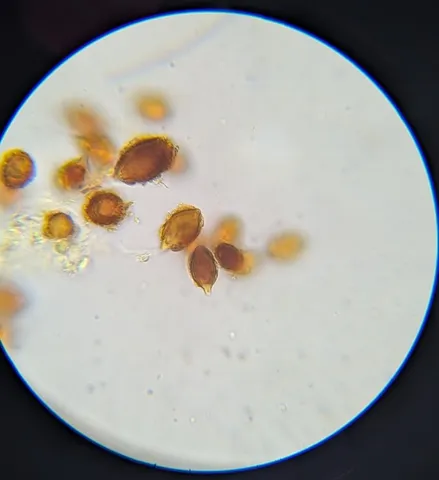 undefined (Hymenogaster spp.)