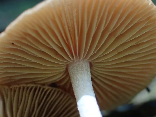 Viscid Bolbitius (Bolbitius viscosus)