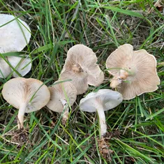 Fool's Funnel