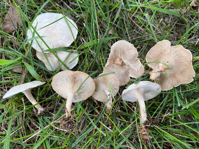 Fool's Funnel / Sweating Descender (Collibia 'rivulosa PNW07')