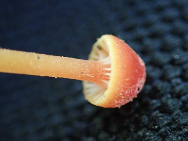 Bitter Waxcap (Hygrocybe mucronella)