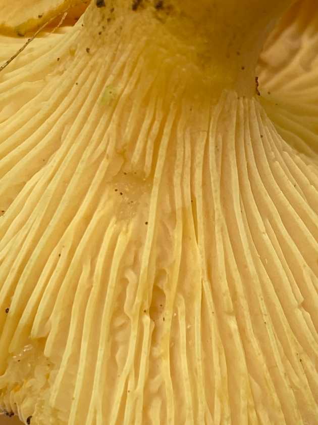 Hymenium