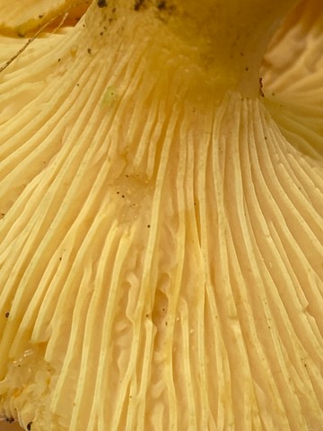 Chicago Chanterelle (Cantharellus chicagoensis)