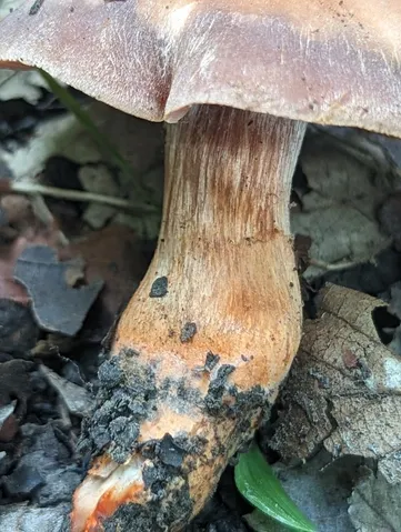 Tiffany's Webcap (Cortinarius tiffanyae)