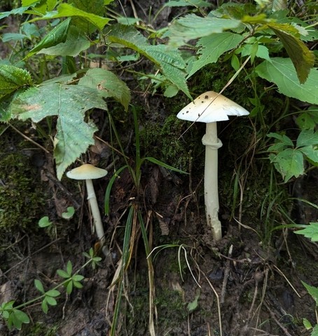undefined (Amanita Sect. Caesareae sp.)