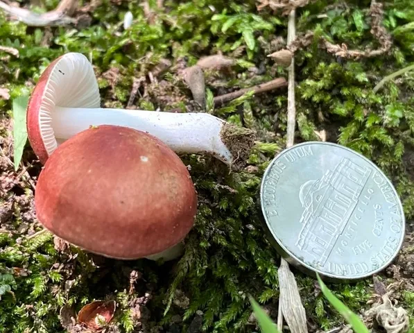 Brittlegills (Russula sp-IN1)