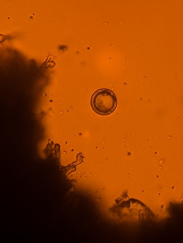 undefined (Elaphomyces sp.)