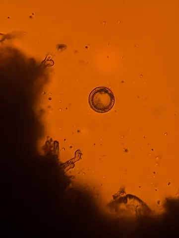 undefined (Elaphomyces spp.)
