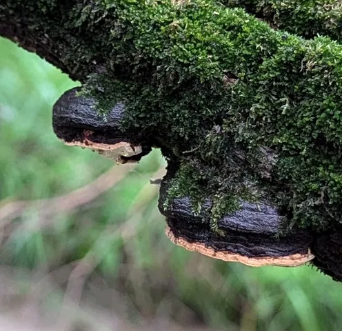 undefined (Perenniporia ohiensis)