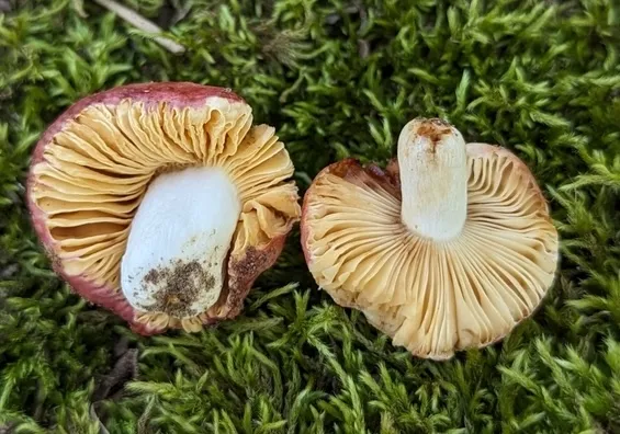 Russula sp-NE01