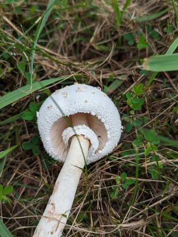 Green-spored Parasol (Chlorophyllum molybdites)