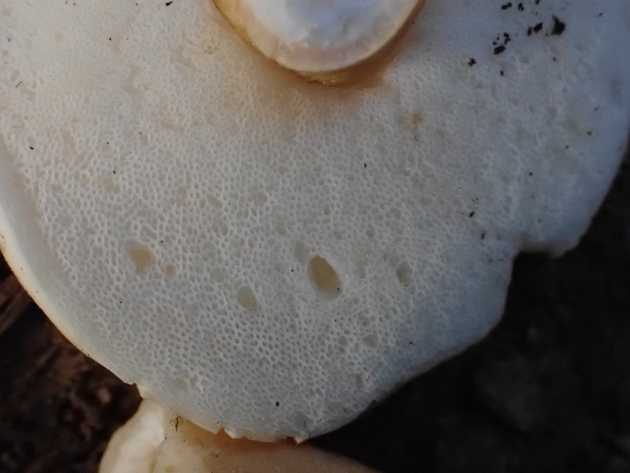 Pores