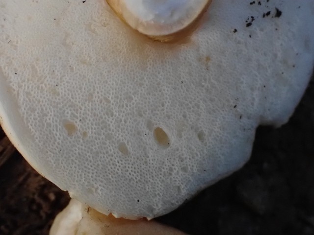 Chestnut Bolete (Gyroporus castaneus-IN07)