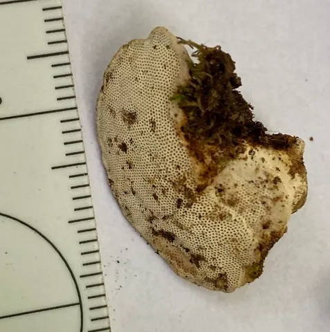 undefined (Perenniporia ohiensis)